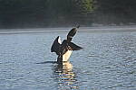 Click to see Y-JG-NIKON-Z-FC-0406.JPG