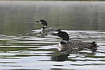 Click to see Y-JG-NIKON-Z-FC-0539.JPG