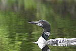 Click to see Y-JG-NIKON-Z-FC-0555.JPG