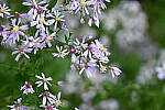 Click to see Y-JG-NIKON-Z-FC-0637.JPG