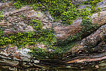 Click to see Y-JG-NIKON-Z-FC-0651-MOD.JPG