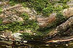 Click to see Y-JG-NIKON-Z-FC-0651.JPG