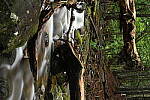Click to see Y-JG-NIKON-Z-FC-0673.JPG