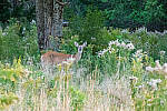 Click to see Y-JG-NIKON-Z-FC-0746-MOD.JPG