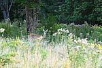 Click to see Y-JG-NIKON-Z-FC-0746.JPG
