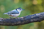 Click to see Y-JG-NIKON-Z-FC-0765-MOD.JPG