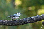 Click to see Y-JG-NIKON-Z-FC-0765.JPG