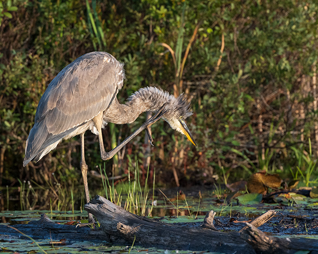 Nikon Z fc Review: Field Test -- Gallery Image
