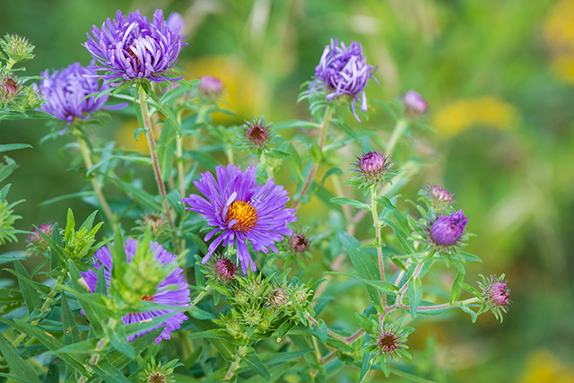 Nikon Z fc Review: Field Test -- Gallery Image