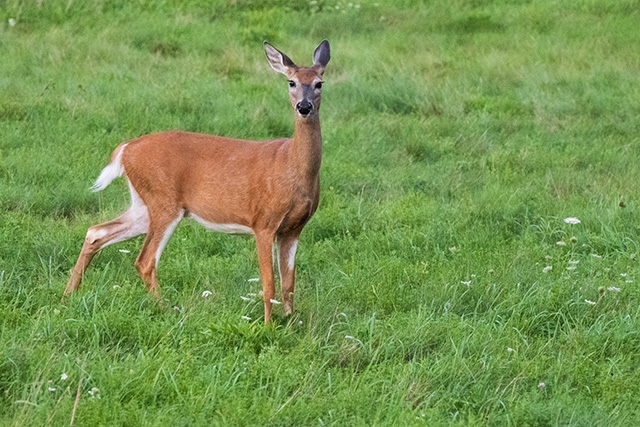 Nikon Z fc Review: Field Test -- Gallery Image