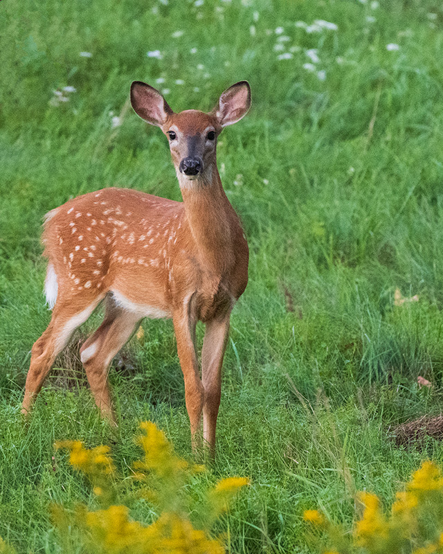 Nikon Z fc Review: Field Test -- Gallery Image