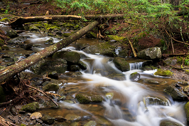 Nikon Z fc Review: Field Test -- Gallery Image
