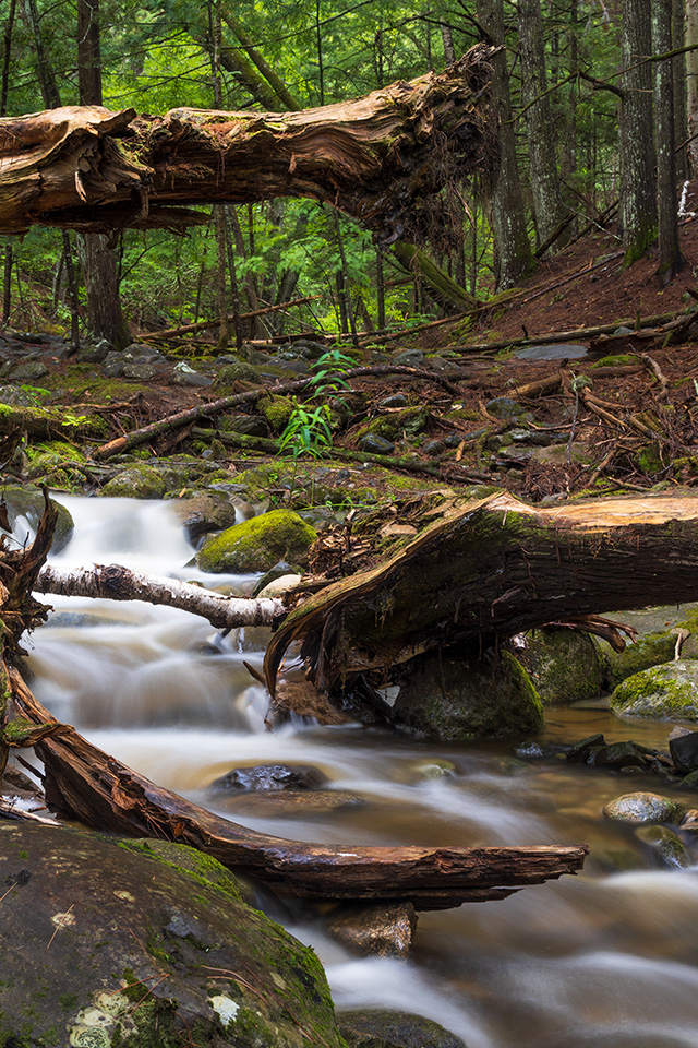 Nikon Z fc Review: Field Test -- Gallery Image