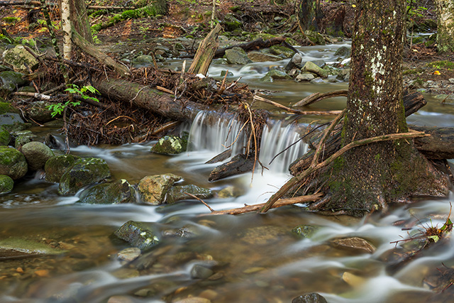 Nikon Z fc Review: Field Test -- Gallery Image