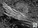 Click to see YDSCN0359.JPG