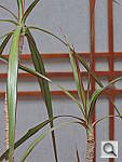 Click to see YDSCN0361.JPG