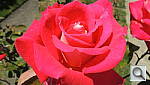 Click to see YDSCN0378.JPG