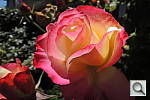 Click to see YDSCN0382.JPG