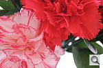 Click to see YDSCN0401.JPG