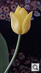 Click to see YDSCN0405.JPG