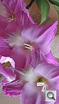 Click to see YDSCN0410.JPG