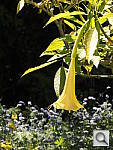 Click to see YDSCN0011.JPG