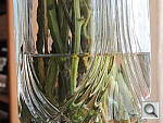 Click to see YDSCN0052.JPG