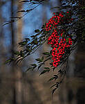 Click to see Y-12-200-0003-EDT.JPG