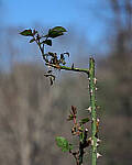 Click to see Y-12-200-0010-EDT.JPG