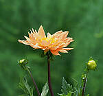 Click to see Y-2x-300mm-0198-EDT.JPG