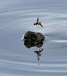 Click to see Y-2x-300mm-0289-EDT.JPG