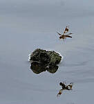 Click to see Y-2x-300mm-0314-EDT.JPG
