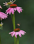 Click to see Y-2x-300mm-0459-EDT.JPG