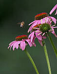 Click to see Y-2x-300mm-0478-EDT.JPG