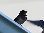 Click to see Y-2x-300mm-P6140013.JPG