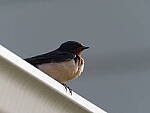 Click to see Y-2x-300mm-P6150021.JPG
