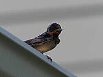 Click to see Y-2x-300mm-P6150071.JPG