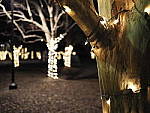 Click to see Y-JG-OLY-17mm-f1.2-C050054-BOKEH-f1.2.JPG