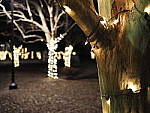 Click to see Y-JG-OLY-17mm-f1.2-C050055-BOKEH-f1.4.JPG