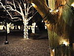 Click to see Y-JG-OLY-17mm-f1.2-C050056-BOKEH-f1.8.JPG