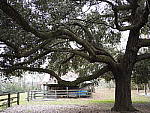 Click to see Y-JG-OLY-17mm-f1.2-C060098-FRINGING.JPG