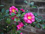 Click to see Y-JG-OLY-17mm-f1.2-C060305-CLOSE.JPG