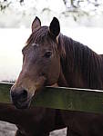 Click to see Y-JG-OLY-45mm-1.2-C060125.JPG