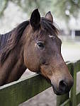 Click to see Y-JG-OLY-45mm-1.2-C060195.JPG