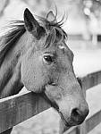 Click to see Y-JG-OLY-45mm-1.2-C060199.JPG