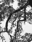 Click to see Y-JG-OLY-45mm-1.2-C060218.JPG