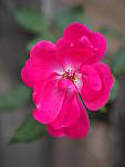Click to see Y-JG-OLY-45mm-1.2-C060230-CLOSE.JPG