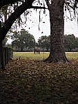 Click to see Y-JG-OLY-45mm-1.2-C060248.JPG