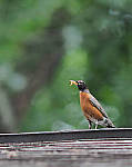Click to see YE-150mm-0024-EDT.JPG