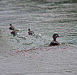 Click to see YE-150mm-0189-EDT2.JPG
